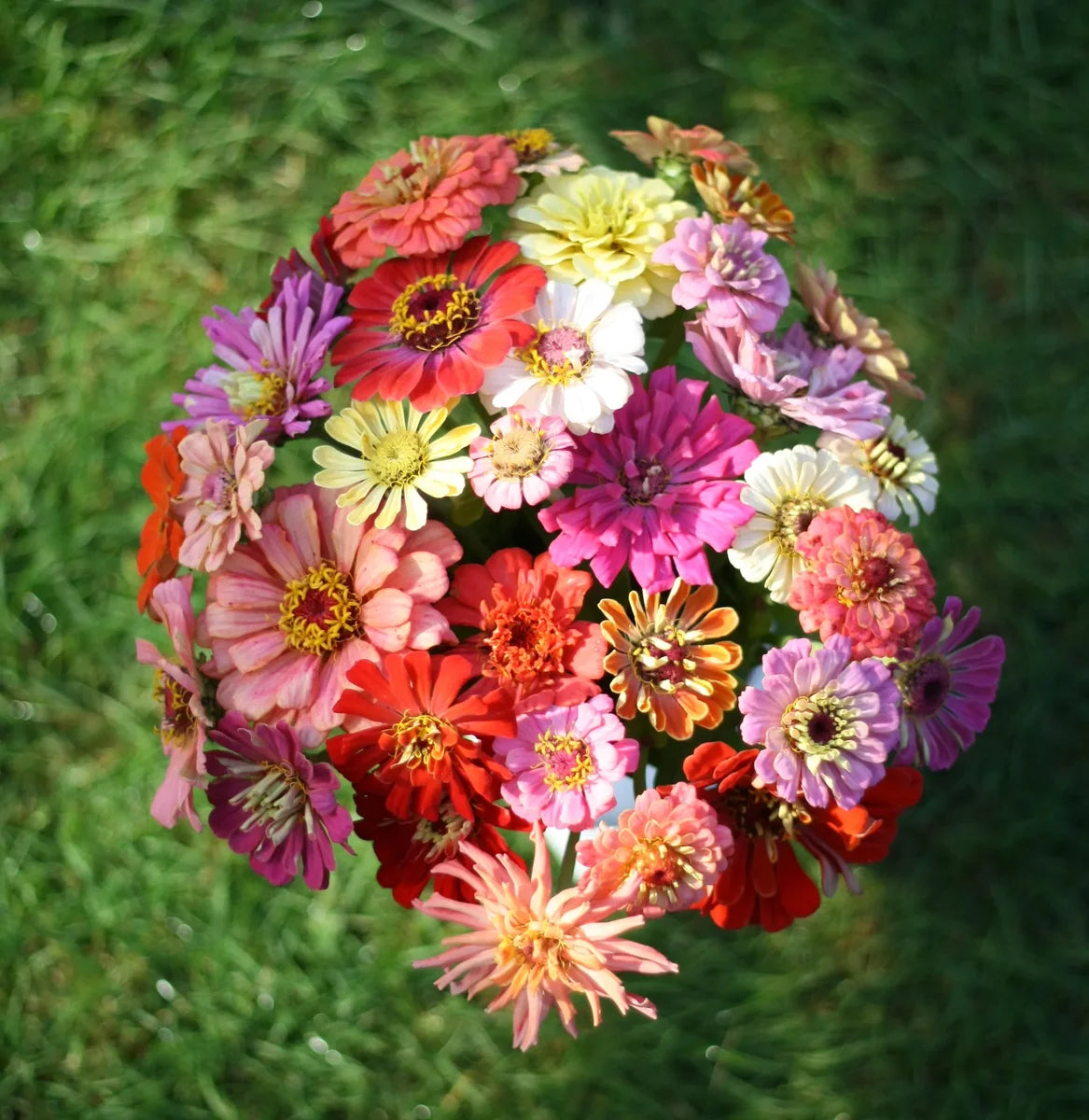 Zinnien Samenmischung handverlesen aus Deutschland  (Zinnia elegans) (ca. 50 Samen)