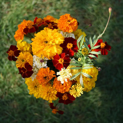 Tagetes Samenmischung handverlesen aus Deutschland (Tagetes patula & tenuifolia) (ca. 30 Samen)