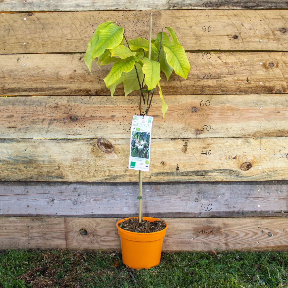 Indianerbanane Papau