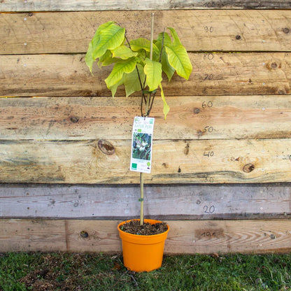 Indianerbanane Papau