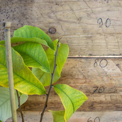 Indianerbanane Papau detail