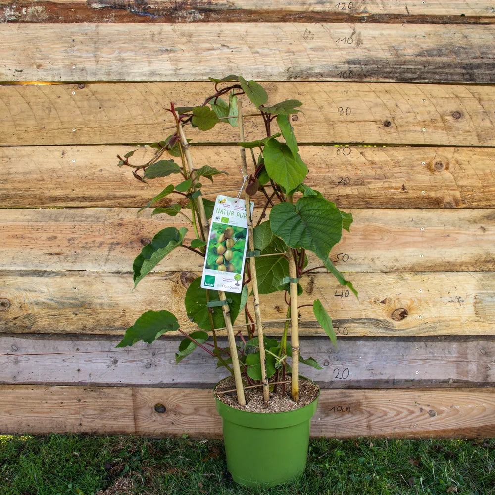 Kiwi-Duo Jenny und Tomuri