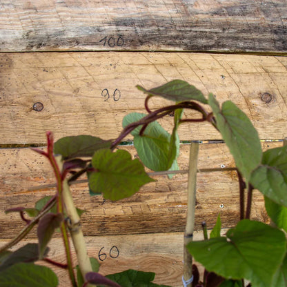 Kiwi-Duo Jenny und Tomuri detail