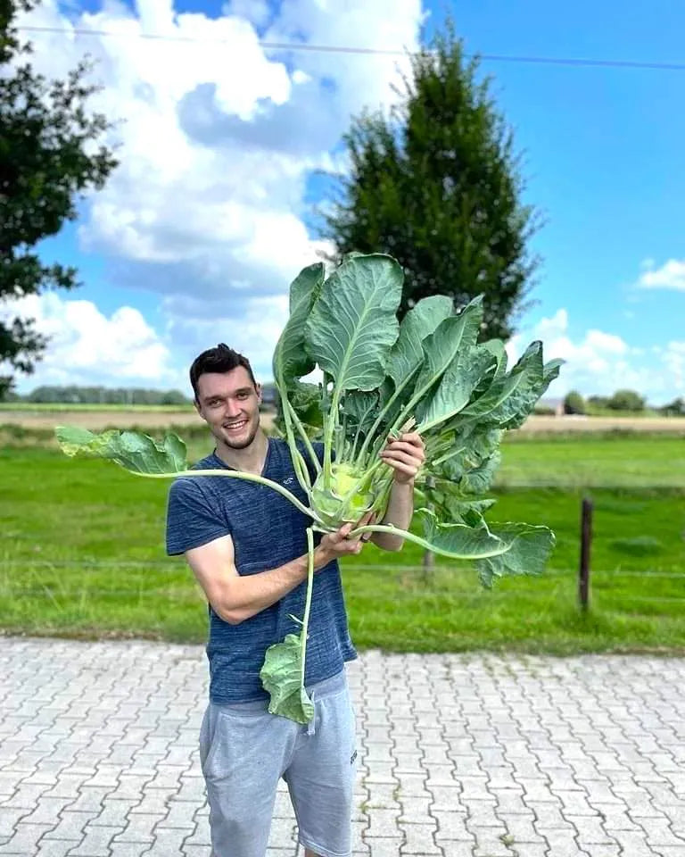 Kohlrabi Superschmelz BIO