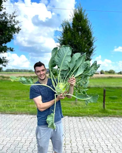 Kohlrabi Superschmelz BIO
