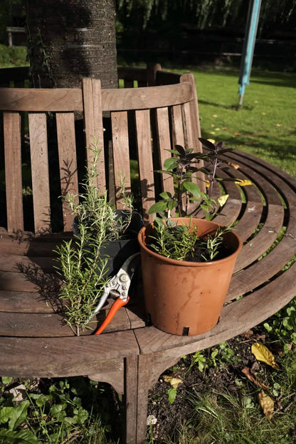 Küchenkräuter Set 12 Sorten