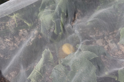 Kulturschutznetz für Gemüse und Beeren