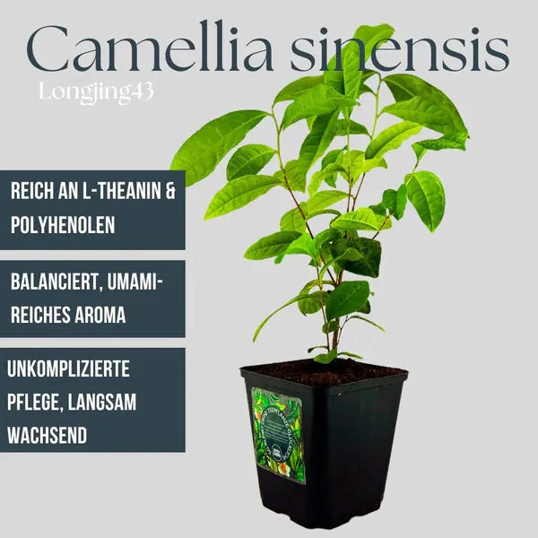 Teepflanze 'Longjing 43' (Camellia sinensis) – für Grüntee & Matcha + 10 Samen gratis