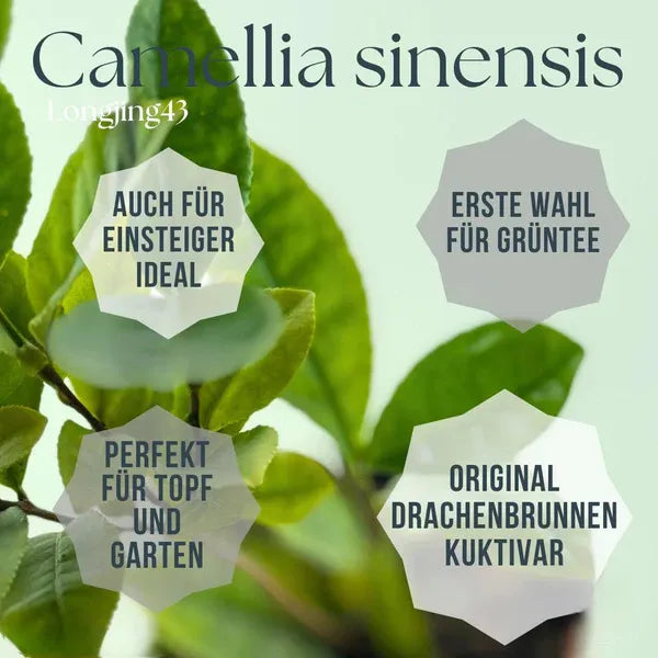Teepflanze 'Longjing 43' (Camellia sinensis) – für Grüntee & Matcha + 10 Samen gratis