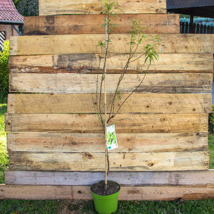 Mandel Weisse Krachmandel