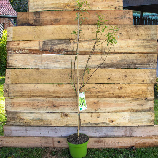 Mandel Weisse Krachmandel