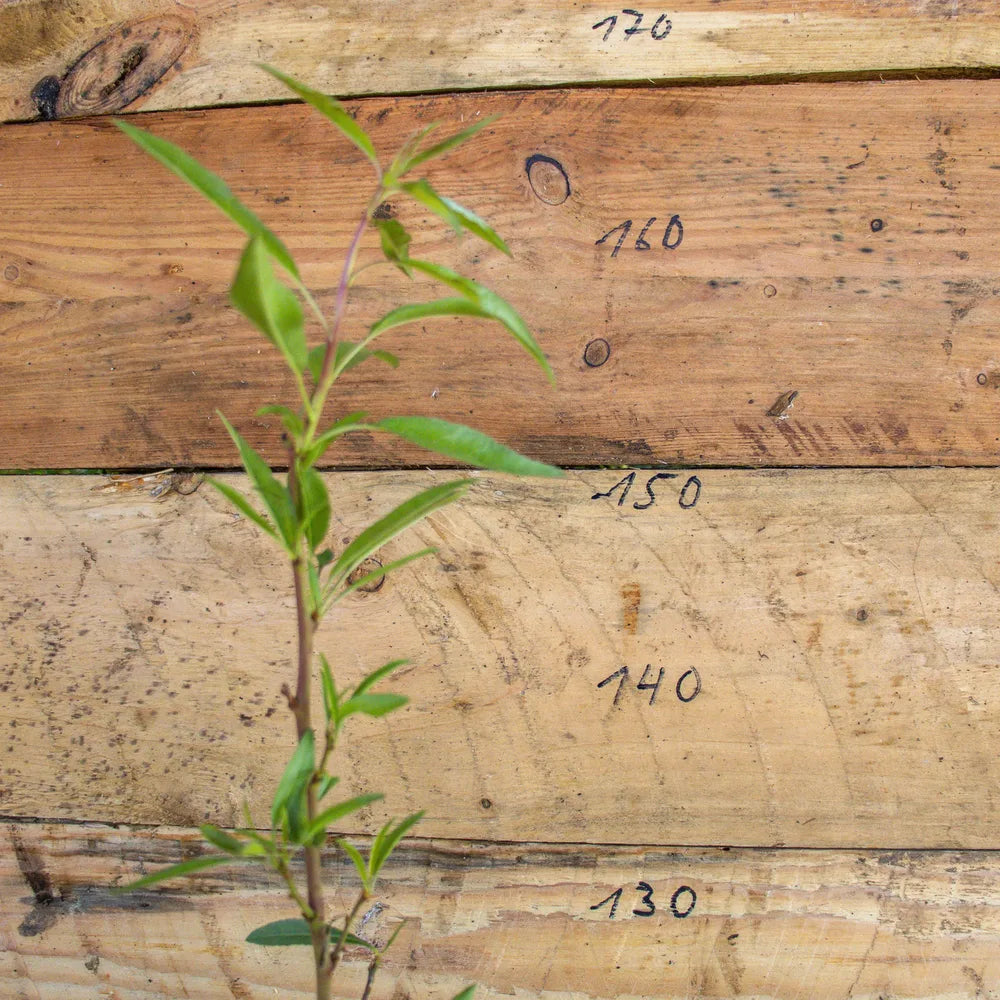 Mandel ´Weiße Krachmandel´ ca. 150cm