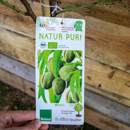 Mandel ´Weiße Krachmandel´ ca. 150cm