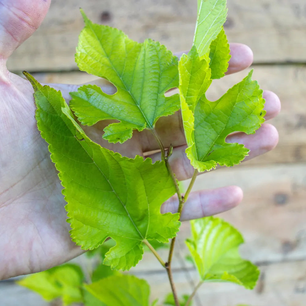 MaulbeereMulledetail