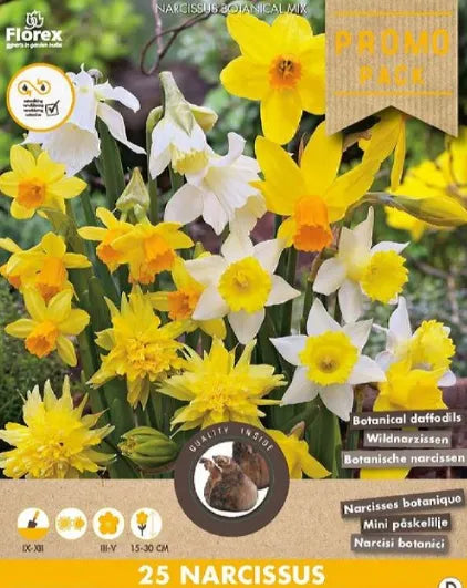Frühlingsblüher Mix