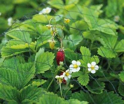 Netz gegen Vögel 3x5m