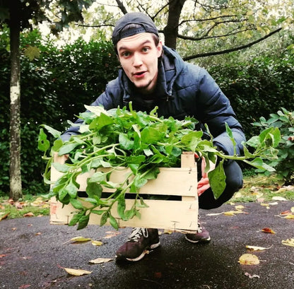 Neuseeländer Spinat