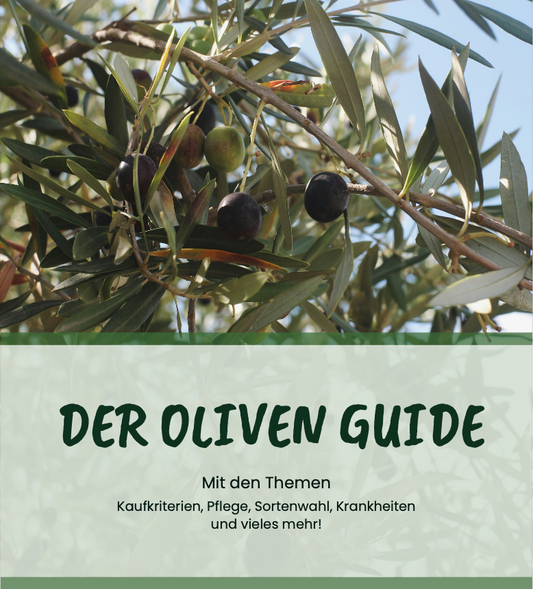 Oliven-Ratgeber