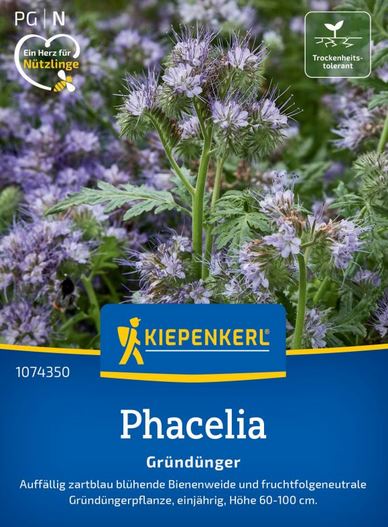 Phacelia Bienenfreund