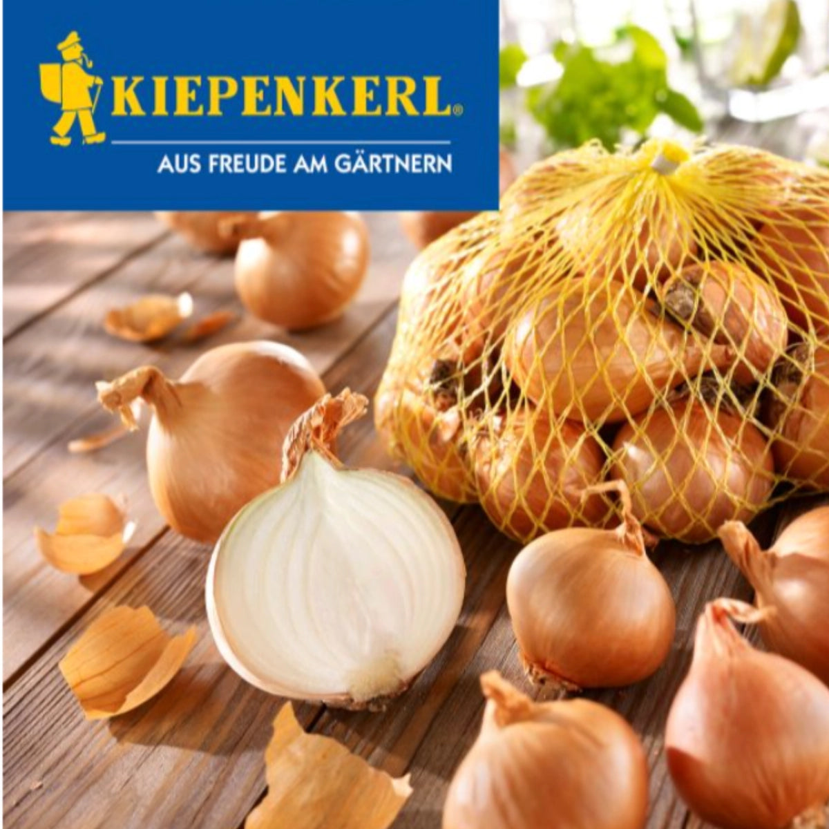 Schalotte Golden Gourmet, Gr.7/14, 500 g