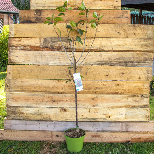 Sauerkirsche Morellenfeuer