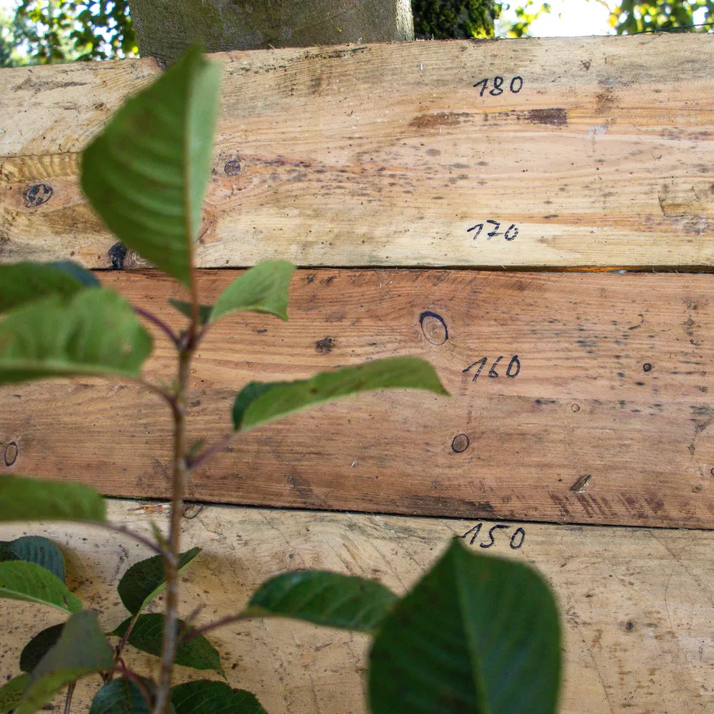 Sauerkirsche Morellenfeuer detail