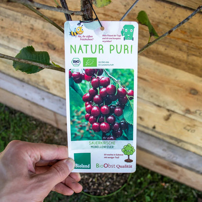 Sauerkirsche Morellenfeuer label