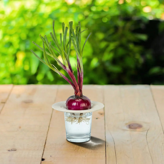 Schale für Hydroponik Zwiebeln/Avocado