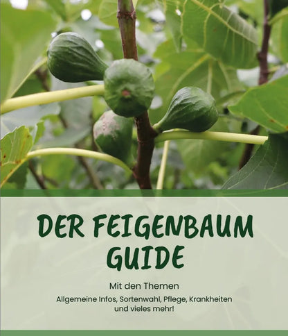 Der Feigenbaum Guide von Kauf bis Pflege (PDF)