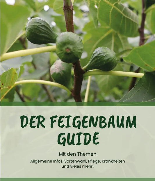 Der Feigenbaum Guide von Kauf bis Pflege (PDF)