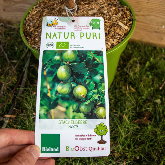 Stachelbeere Invicta label