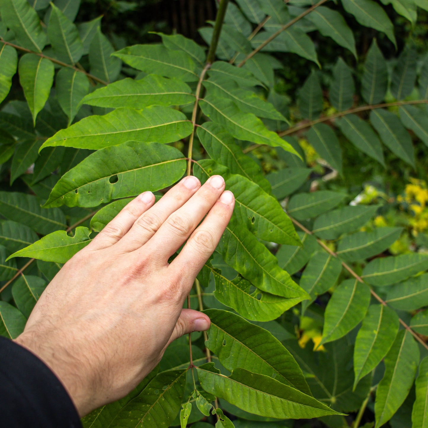 SzechuanPfefferDetail2