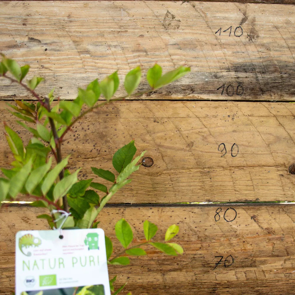 Szechuan Pfeffer detail