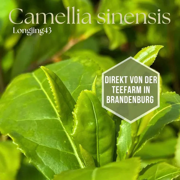 Teepflanze 'Longjing 43' (Camellia sinensis) – für Grüntee & Matcha + 10 Samen gratis