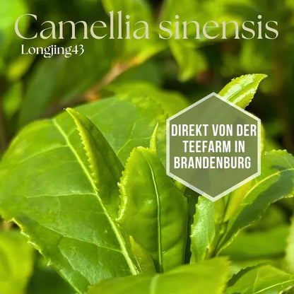 Teepflanze 'Longjing 43' (Camellia sinensis) – für Grüntee & Matcha + 10 Samen gratis