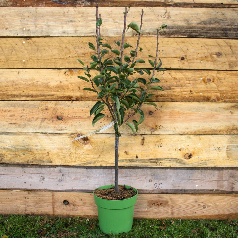 Terassenobst Birne Williams Christ