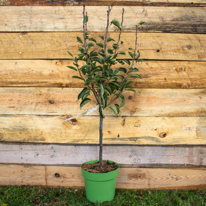 Terassenobst Birne Williams Christ