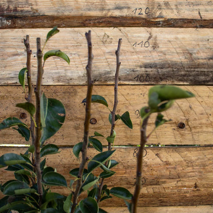 Terassenobst Birne Williams Christ detail