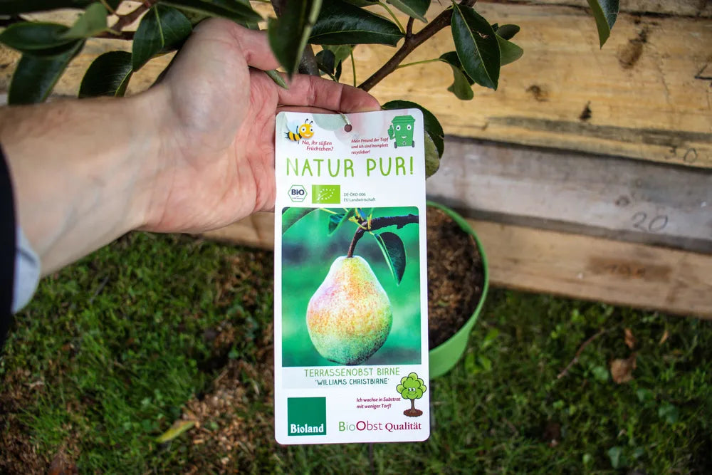 Terassenobst Birne Williams Christ label