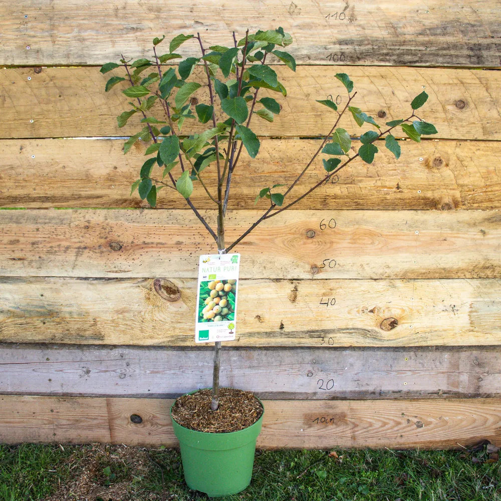 Terassenobst pflaume Mirabelle de Nancy