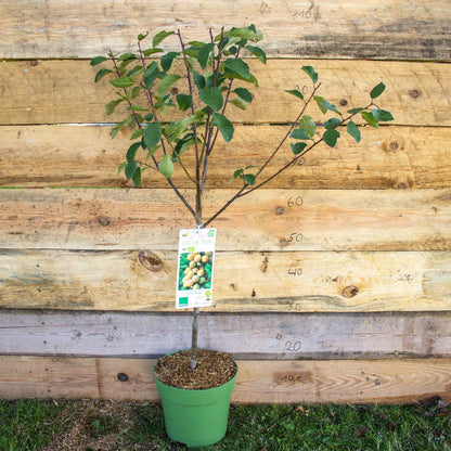 Terassenobst pflaume Mirabelle de Nancy