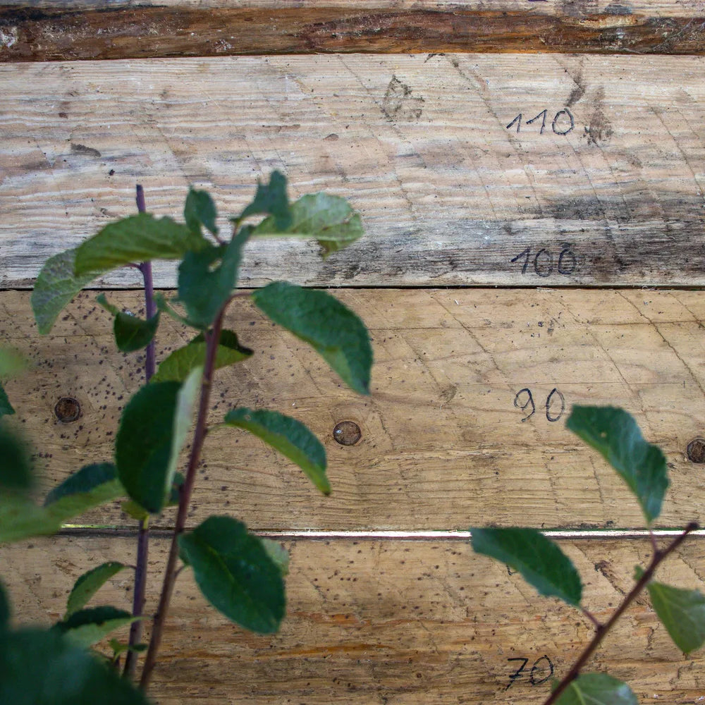 Terassenobstpflaume Mirabelle de Nancy detail