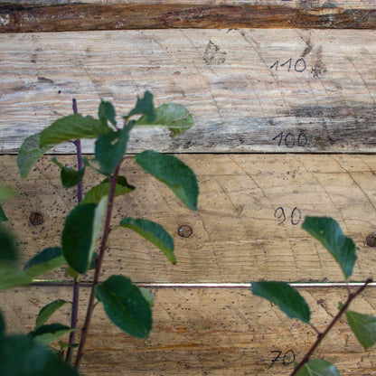 Terassenobstpflaume Mirabelle de Nancy detail