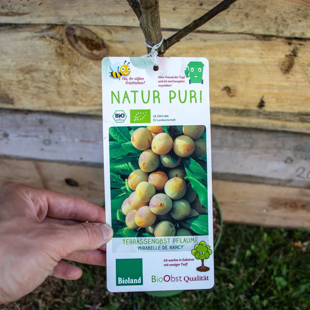 Terassenobst pflaume Mirabelle de Nancy label