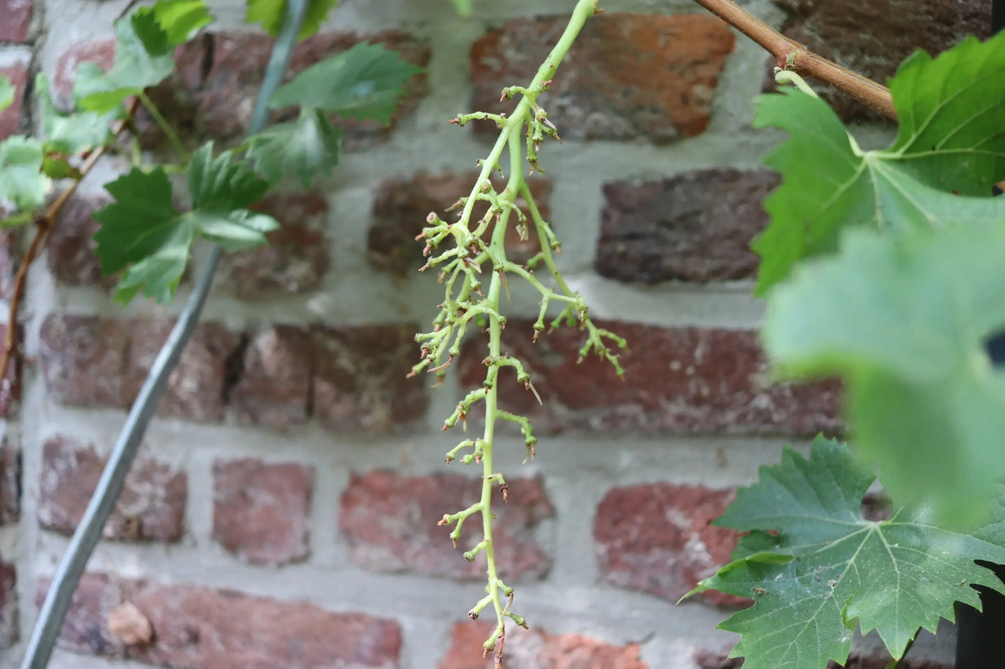 Trauben-Schutztasche