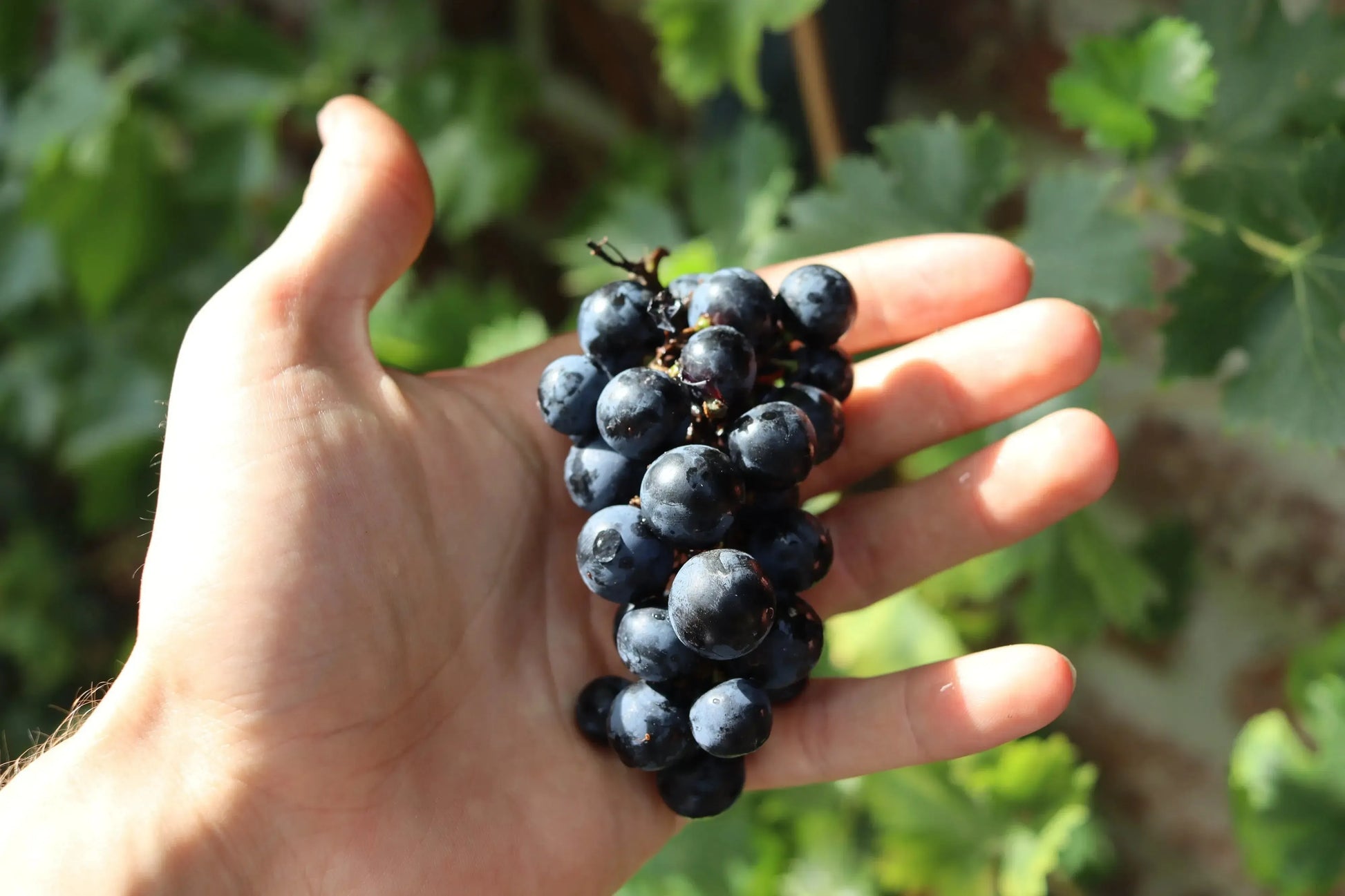 Trauben-Schutztasche