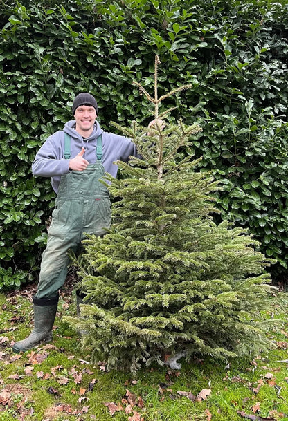 Weihnachtsbaum Set