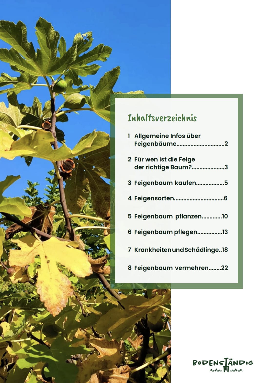 feigenbaum pflegen