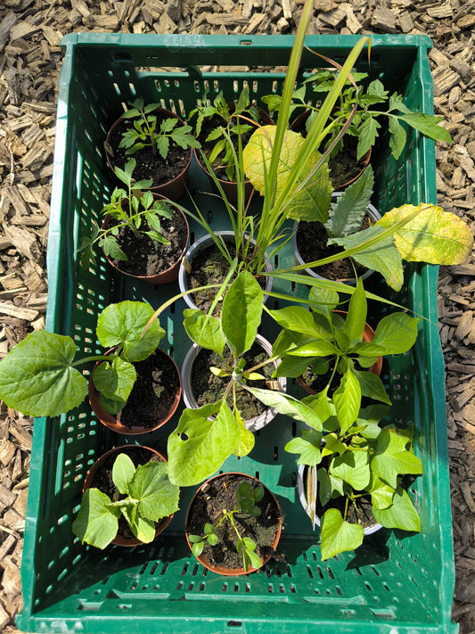 Jungpflanzen Set 12 Stück