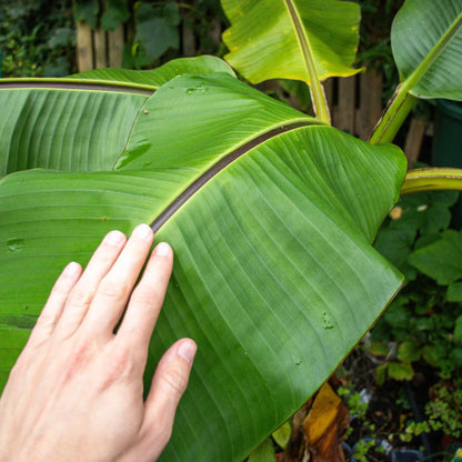 Winterharte Banane (Musa basjoo) mit großen, grünen Blättern im Garten – exotischer Bananenstrauch